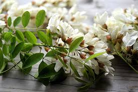 Maybe you would like to learn more about one of these? Clafoutis Ai Fiori Di Robinia E Pesche Phytoalimurgia