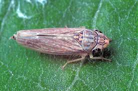 Image result for Gnidia microcephala