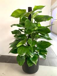 Order money plant indoor to gift someone for their wealth and prosperity with free home so, they recommend planting indoor money plants in the house and let success touch your feet. Huamama 1 2m Real Fresh Money Plant With Black Pot 88 Gardening Plants On Carousell