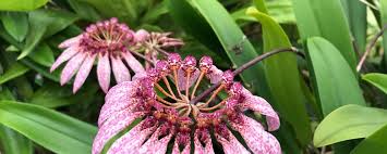 Image result for Bulbophyllum burttii