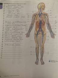 Its smooth surface decreases resistance to blood flow Solved Questions 45 75 Identify The Labeled Veins In The Chegg Com