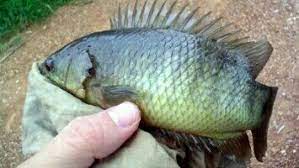 Mau Cepat Strike Pakai Umpan Ikan Betok Satu Ini Dijamin Jejaksemut