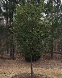 With profuse pink flowers and a sweet fragrance, this tree is one of spring's earliest bloomers, and a perfect landscape addition. Prunus Okame Okame Cherry North Carolina Extension Gardener Plant Toolbox