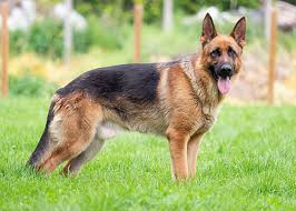 Image result for domestic dog
