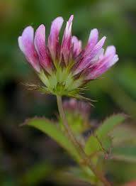 Image result for Trifolium