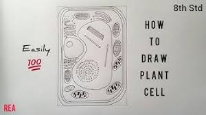 Check spelling or type a new query. Plantcelldiagram Youtube