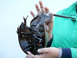 Horseshoe Crabs Mate In The Moonlight Why Its Important We