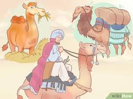 Target/kids/mother baby matching clothes (1868)‎. How To Buy A Camel With Pictures Wikihow