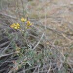 Image result for Janusia