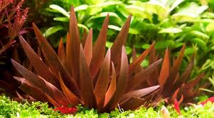 Image result for Xyris straminea