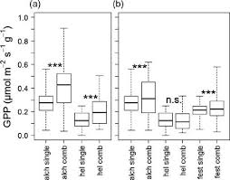 Image result for Festuca abyssinica