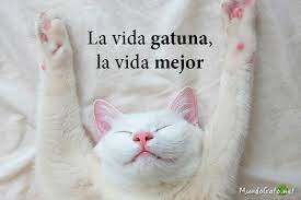 Frases graciosas sobre gatos | Mundo Gato