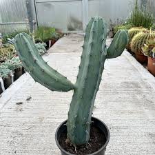 Image result for Myrtillocactus geometrizans