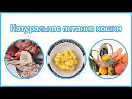 pin na doske koshka