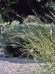 Image result for Heteropogon contortus