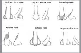 How To Contour Different Types Of Nose Shapes Nose
