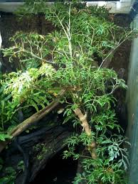 Image result for Polyscias fruticosa