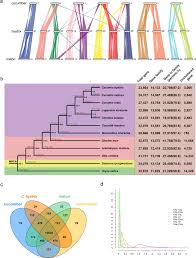 14.1 human chromosomes (14.1 lesson overview powerpoint 37 slides) identify the types of human chromosomes in a karyotype. Chromosome Scale Genome Assembly Of Cucumis Hystrix A Wild Species Interspecifically Cross Compatible With Cultivated Cucumber Horticulture Research
