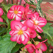 Image result for Begonia princeae