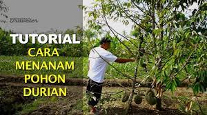 Disini saya kongsikan cara yang betul untuk tanam anak pokok. Tutorial Cara Menanam Pohon Durian Youtube