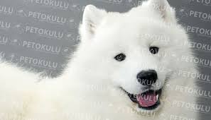 En Guzel Gorunumu Olan Kopek Irki Samoyed Kopek Turleri