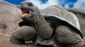 Why Do Giant Tortoises Live So Long Mental Floss