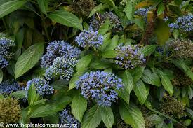 Image result for Hyparrhenia dichroa