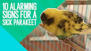 10 Warning Signs Of Sick Parakeets! - Youtube