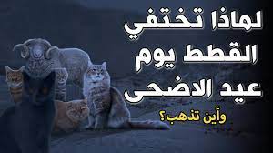 لماذا تختفي القطط تماما يوم عيد الاضحى واين تذهب إجابة ستدهشك youtube in 2021 movie posters poster fictional characters