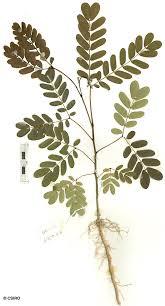Image result for Albizia procera