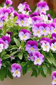 Linda Sue Jackson Edmonds