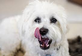 Malta Kopegi Maltese Terrier Ozellikleri Juen Pet Market Blog