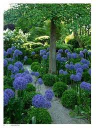 les jardins agapanthe beaux jardins idees jardin et jardins