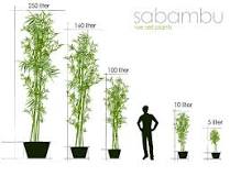 Bamboo Plants - Sabambu