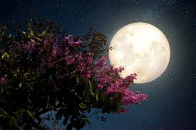Full moon calendar dates are set by the lunar calendar. When And How To See March S Full Worm Moon In Spring 2021
