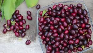 Apr 21, 2021 · flowering dogwood is susceptible to anthracnose, a devastating and incurable disease that can kill the tree. Cornelian Cherry Berries Cornus Mas Stock Footage Video 100 Royalty Free 19590955 Shutterstock