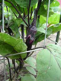 Pin On Gardening