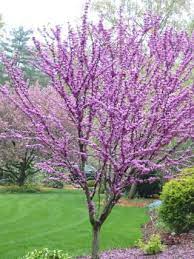 When to prune flowering trees? Gwenn S Garden In New Jersey 9 Photos Finegardening Garden Shrubs Fine Gardening Garden