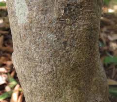 Image result for Rinorea angustifolia