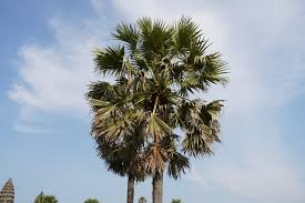 Image result for Borassus