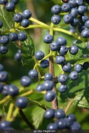 Image result for Homalium dentatum