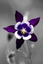 Pin En Pretty Flowers And Shrubs