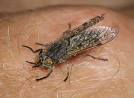 Disposable fly traps are one of the best methods to trap horse flies. Heatwave Causes Influx Of Painful Horsefly Bites Here S What To Do If You Get Bitten Woman Home