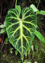 Pin By Sweetheart Unicorns On Plants In 2020 Plants Unusual Plants Philodendron Plant