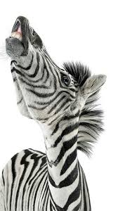 Pin By Ali Yildirim On Zebres Zebra Zebra Art Zebras
