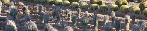 Support local businesses and save up to 70% off. North Scottsdale Nursery