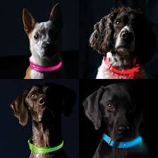 Furhaven Pet Safety Led Light Up Dog Collar Or Leash Extender Available In Multiple Colors Sizes Sold By Furhaven Pet Products Rakuten Com Shop