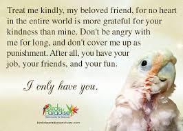 Great Parrot Quote Funtime Birdy Parrot Lovers Blog Parrot Quotes Parrot Bird