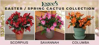 Maybe you would like to learn more about one of these? Easter Cactus How To Grow And Care For Easter Cactus