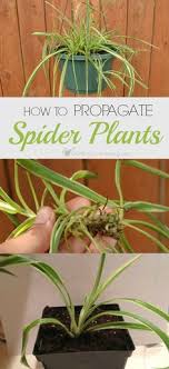 Most spiders have adapted to live under specific conditions. 17 Spider Plants Ideas Spider Plants Plants All Plants
